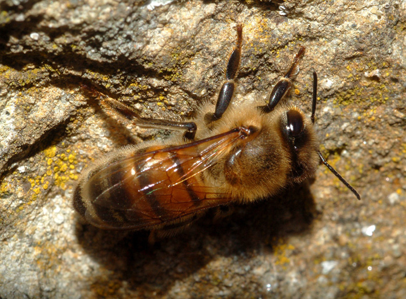 Apis mellifera F (Apidae)