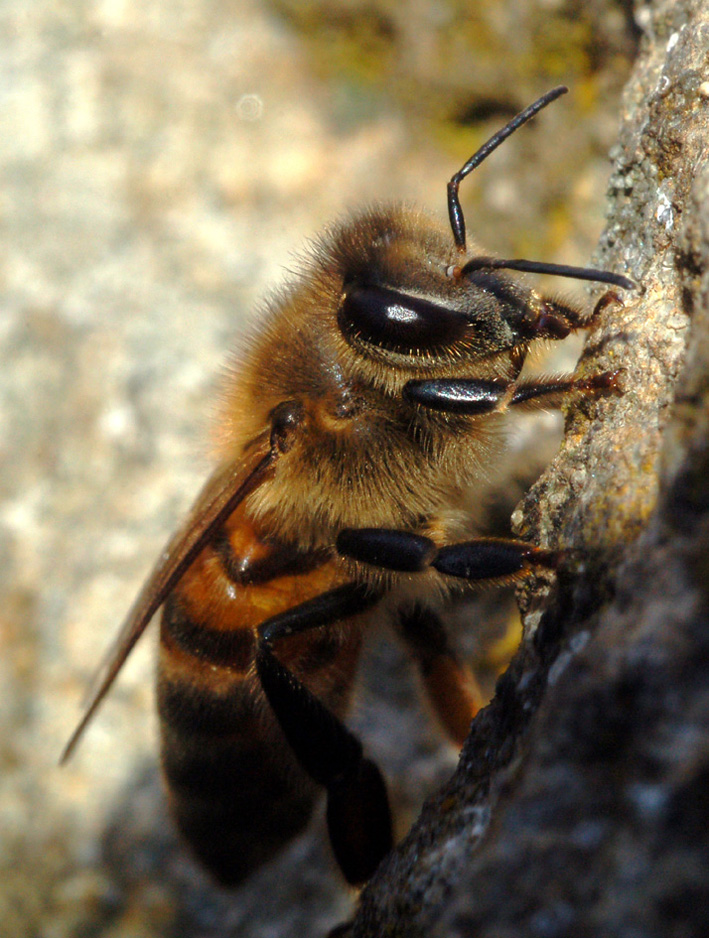Apis mellifera F (Apidae)