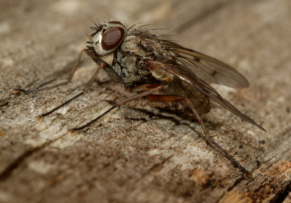Phaonia fuscata  (Muscidae)