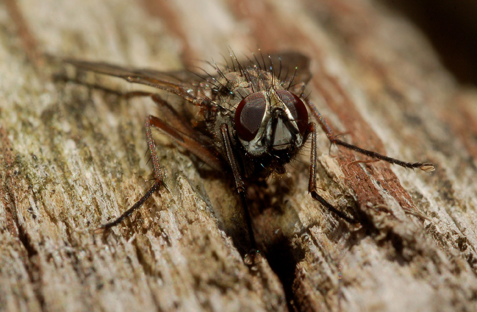 Phaonia fuscata  (Muscidae)
