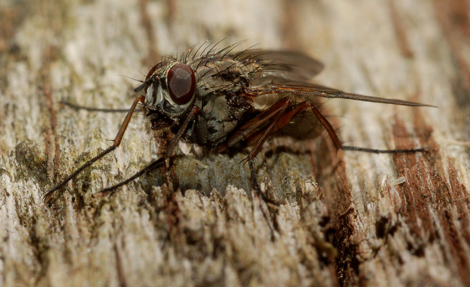 Phaonia fuscata  (Muscidae)