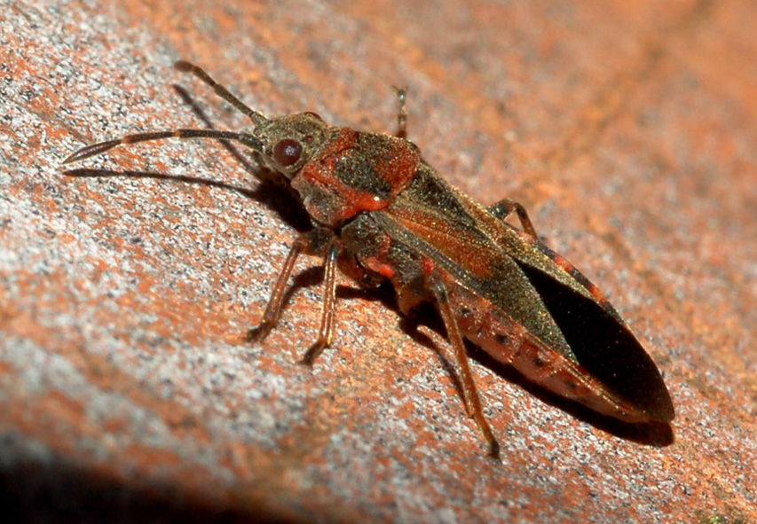 Lygaeidae: Arocatus melanocephalus del parco sud Milano