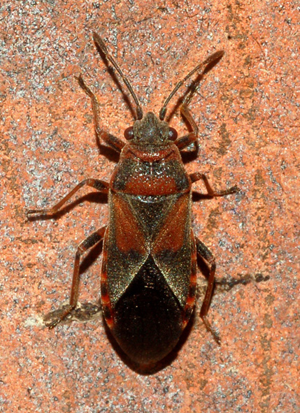 Lygaeidae: Arocatus melanocephalus del parco sud Milano