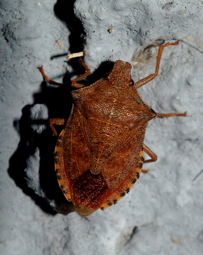 Pentatomidae: Arma custos del bosco della Giretta