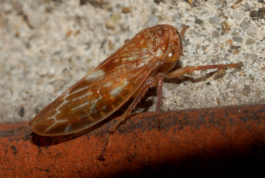 aiuto id....[Cicadellidae: Rhytidodus decimusquartus]