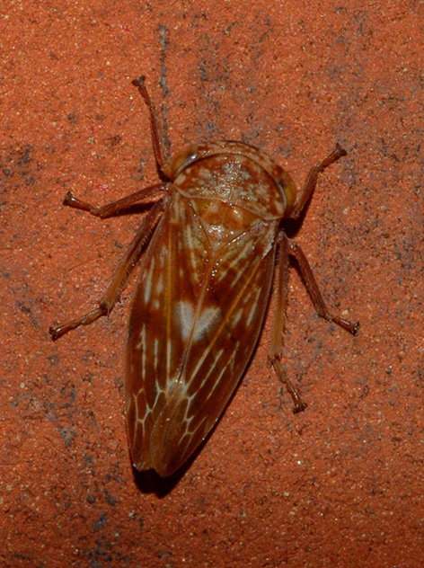 aiuto id....[Cicadellidae: Rhytidodus decimusquartus]