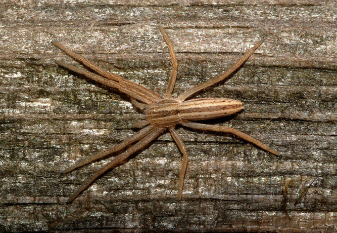 Tibellus sp.