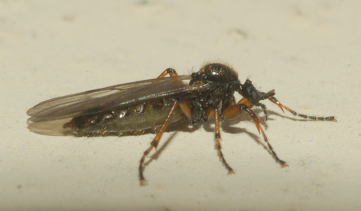 Bibio femoralis M e F (Bibionidae)