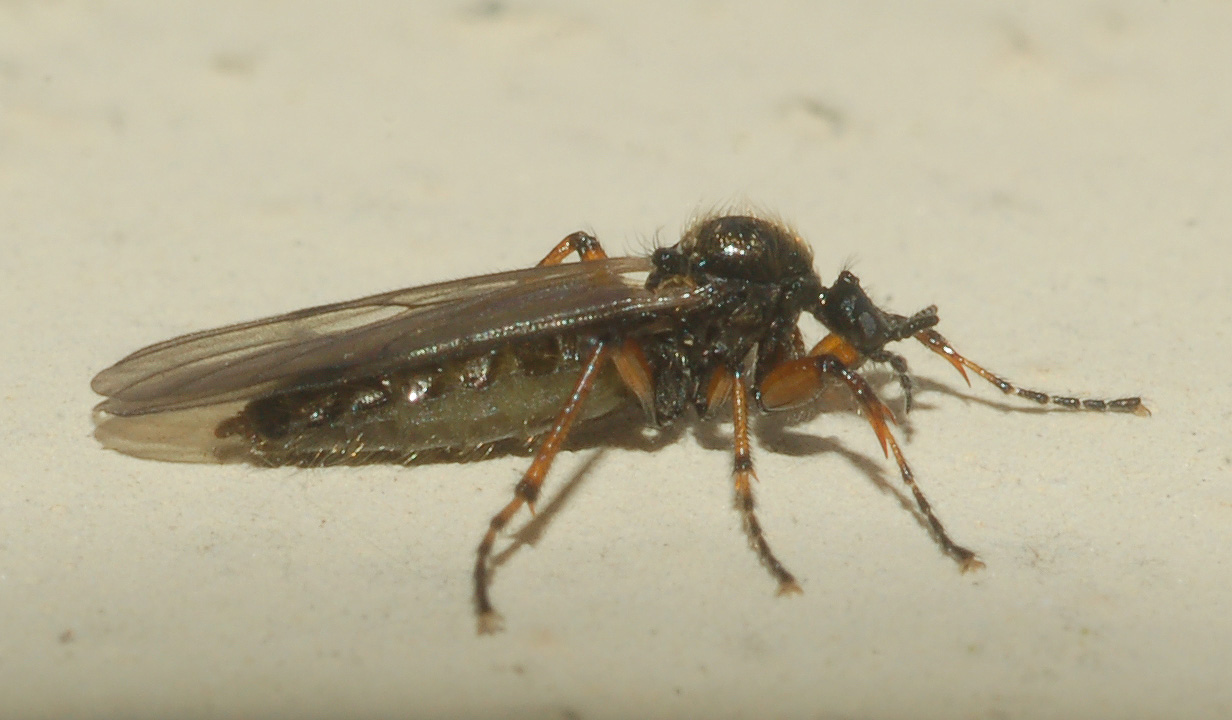 Bibio femoralis M e F (Bibionidae)