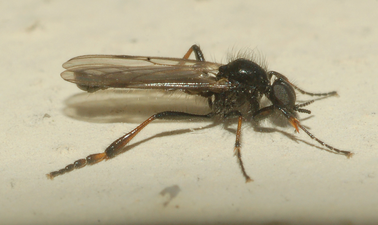 Bibio femoralis M e F (Bibionidae)