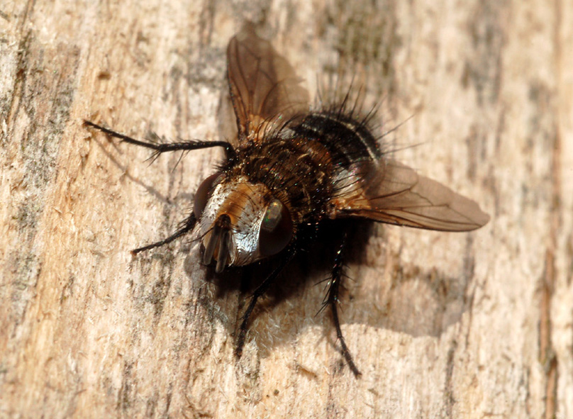 bel faccione: Gonia picea (Tachinidae).