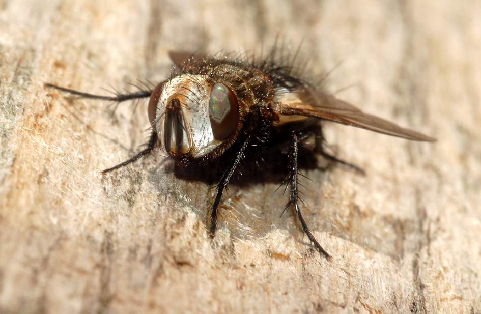 bel faccione: Gonia picea (Tachinidae).