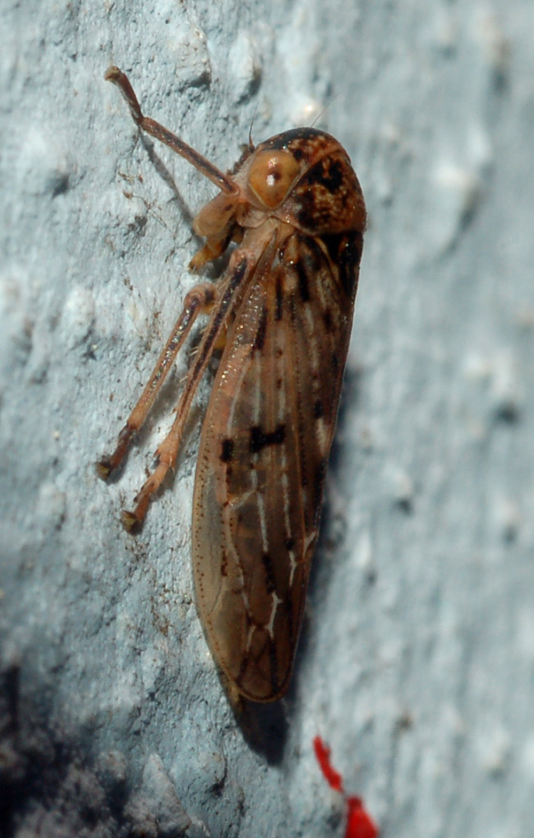 aiuto id....[Cicadellidae: Rhytidodus decimusquartus]