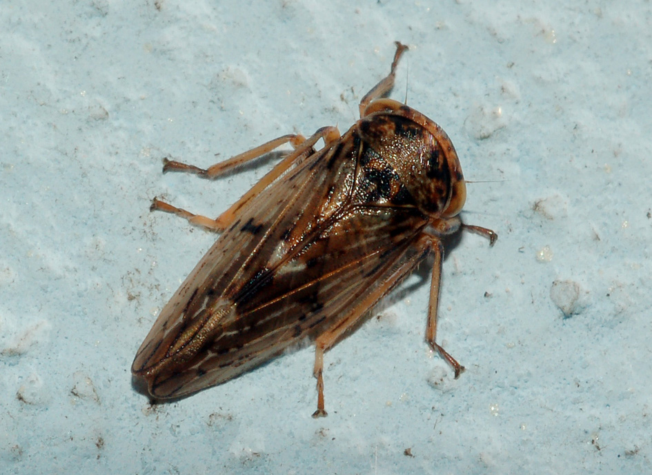 aiuto id....[Cicadellidae: Rhytidodus decimusquartus]