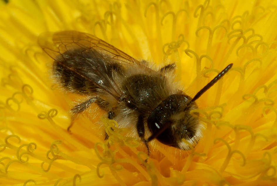 maschio di Andrena e femmina di Apidae Halictinae