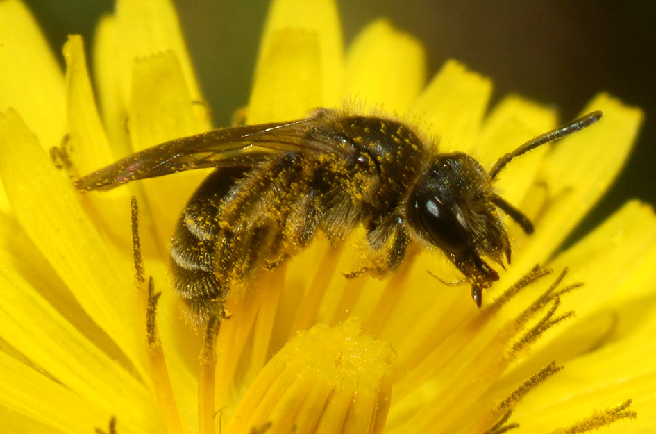 maschio di Andrena e femmina di Apidae Halictinae