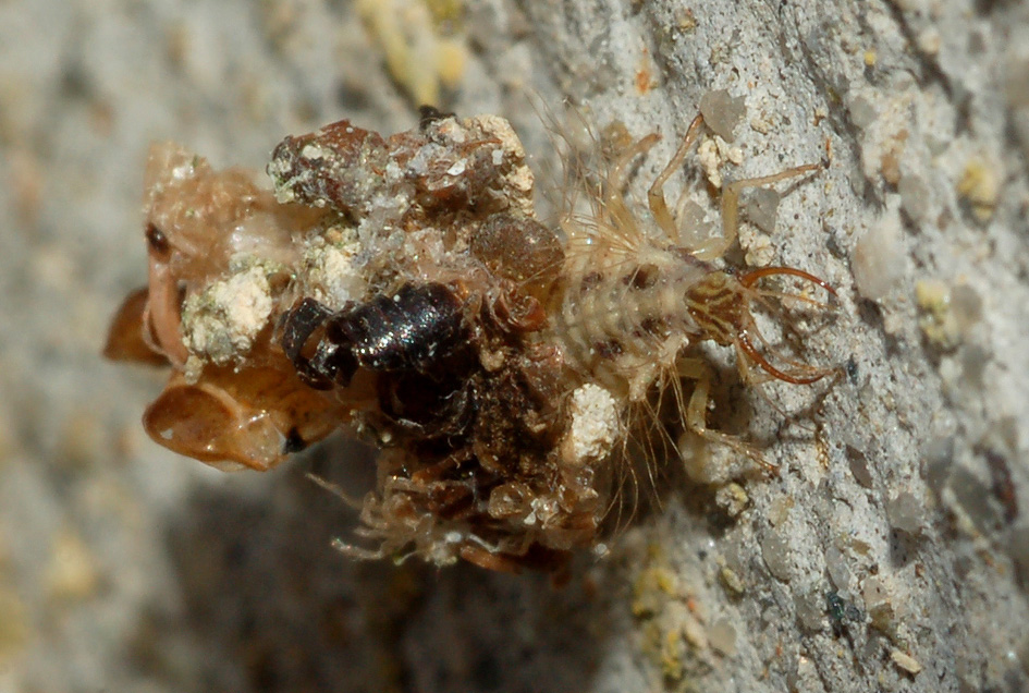 altre larve di crisopa (Dichochrysa sp.)