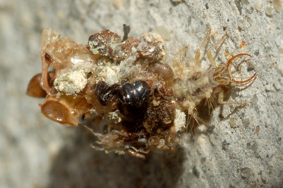 altre larve di crisopa (Dichochrysa sp.)