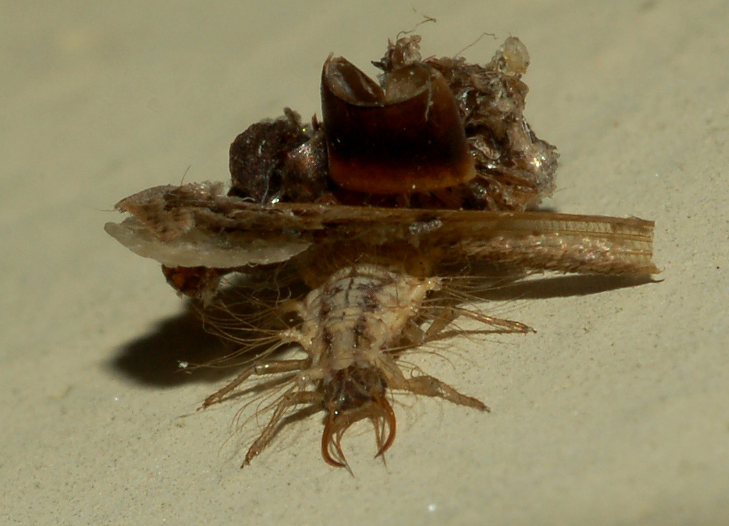 altre larve di crisopa (Dichochrysa sp.)