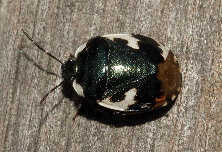 Cydnidae: Tritomegas bicolor del Parco Sud Milano