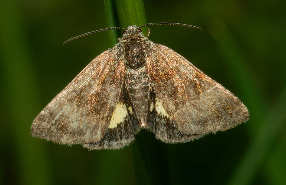 aiuto id - Panemeria tenebrata