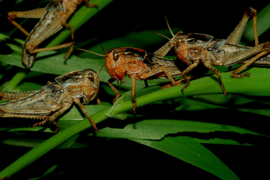 Ninfe di Locusta migratoria