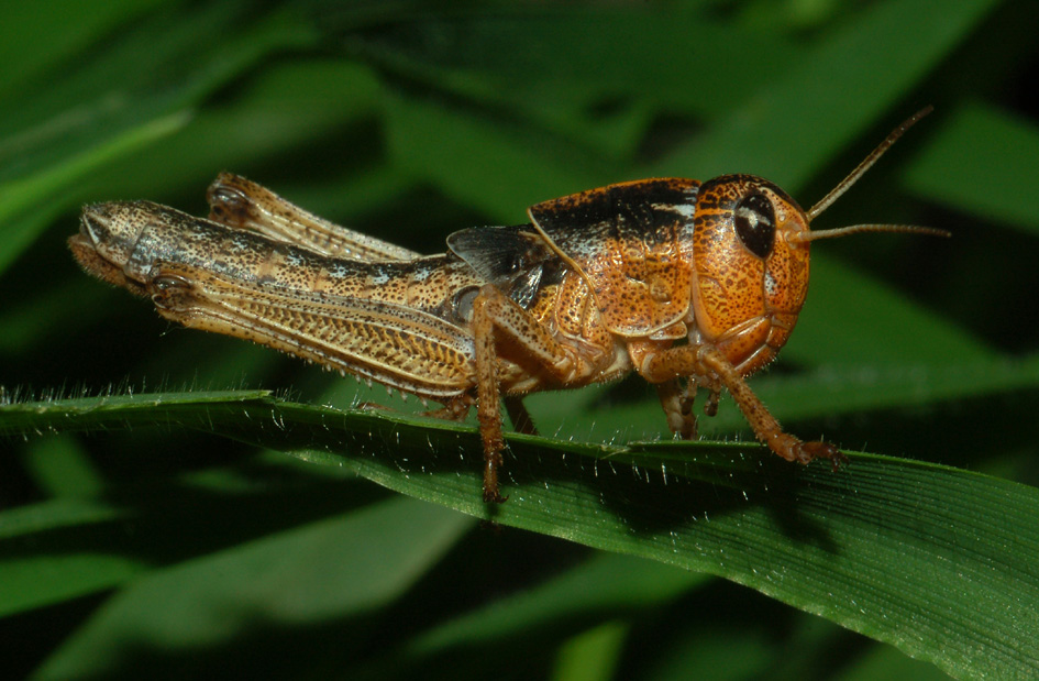 Ninfe di Locusta migratoria