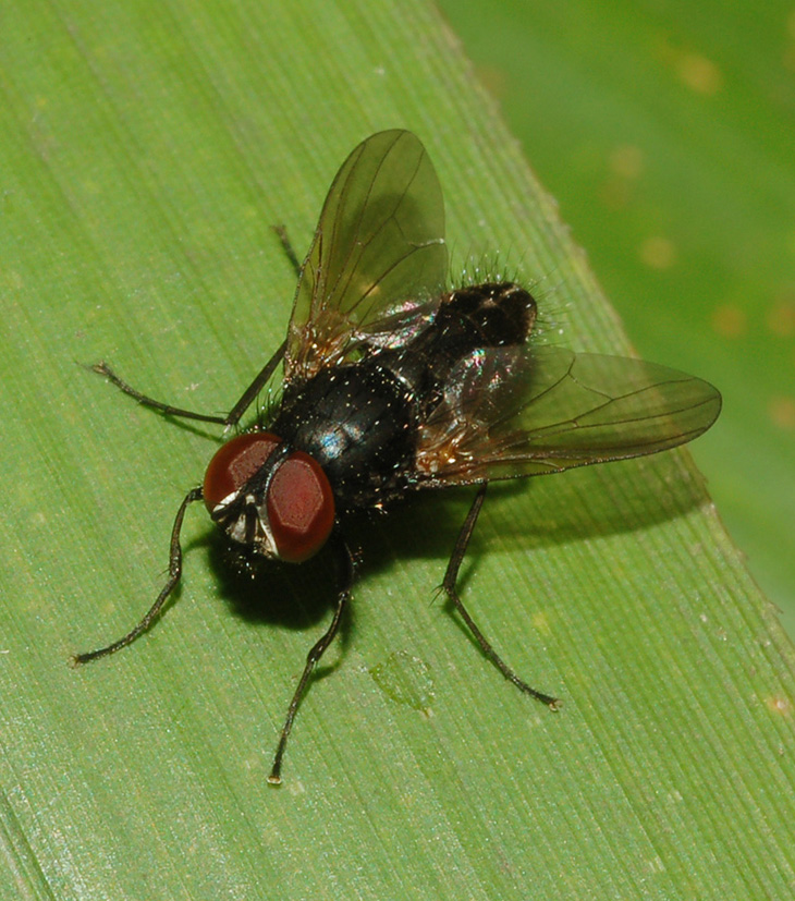 Hydrotaea sp. ♂ (Muscidae)