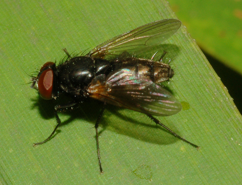 Hydrotaea sp. ♂ (Muscidae)