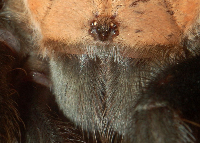 Disposizione degli occhi nei ragni