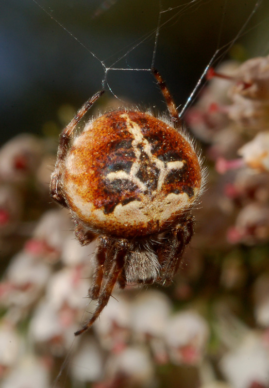 Agalenatea redii
