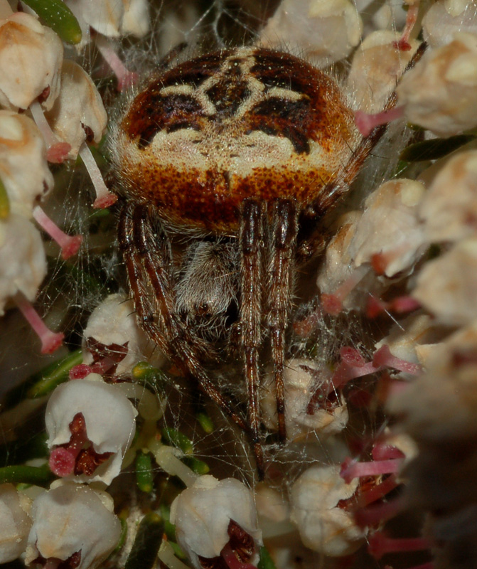 Agalenatea redii