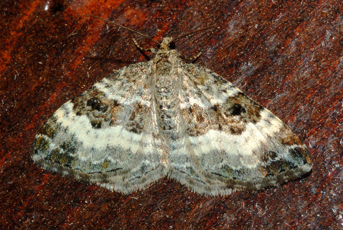 geometridae: epirrhoe?