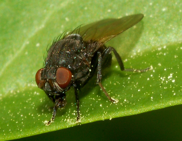 Minettia longipennis (Lauxaniidae)