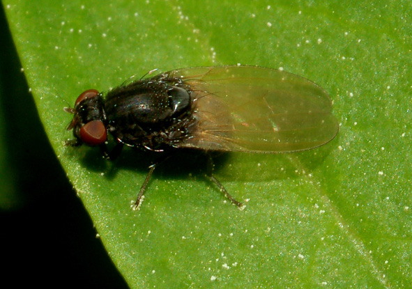 Minettia longipennis (Lauxaniidae)