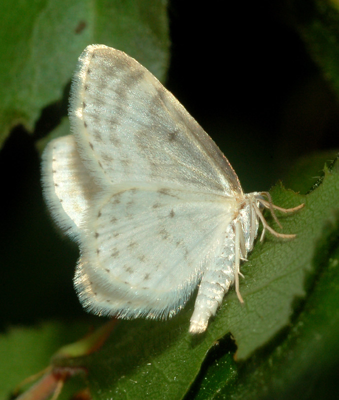 conferma per idaea subsericeata - Asthena albulata