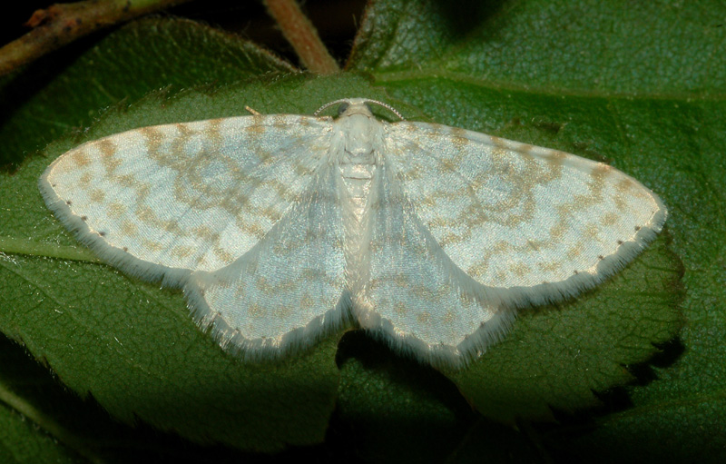 conferma per idaea subsericeata - Asthena albulata