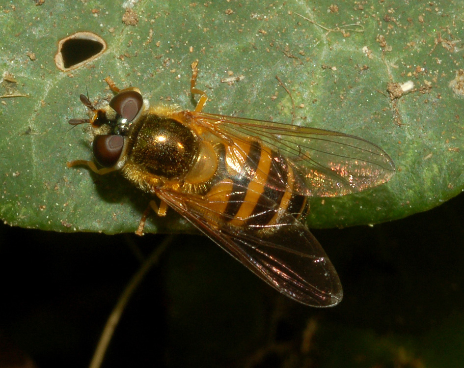 Epistrophe eligans ♀ (Syrphidae)