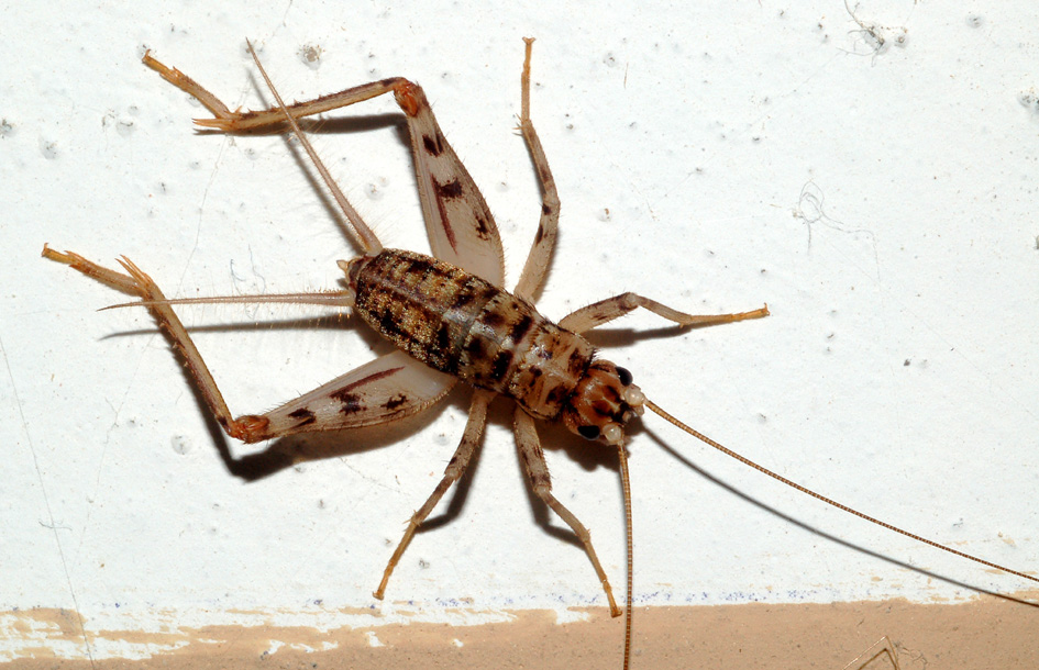 Gryllomorpha dalmatina