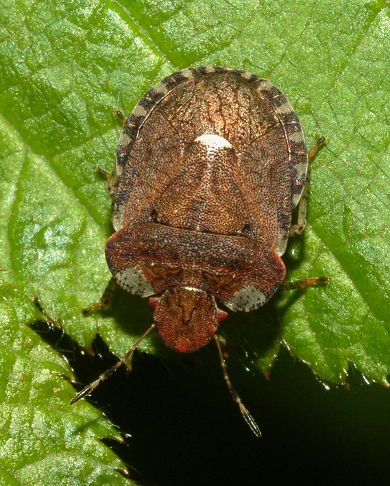 Pentatomidae: Dyroderes umbraculatus del parco sud Milano