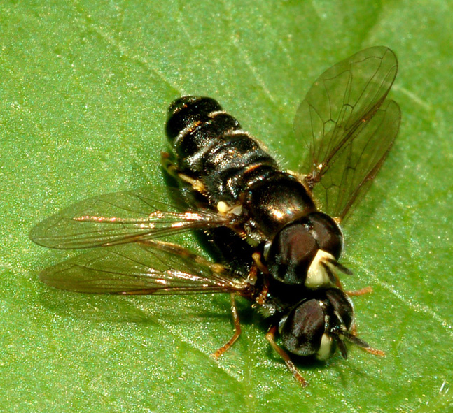 Accoppiamento di Paragus sp. (Syrphidae)