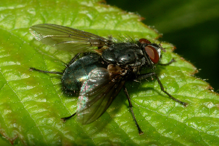 altro calliphoridae?