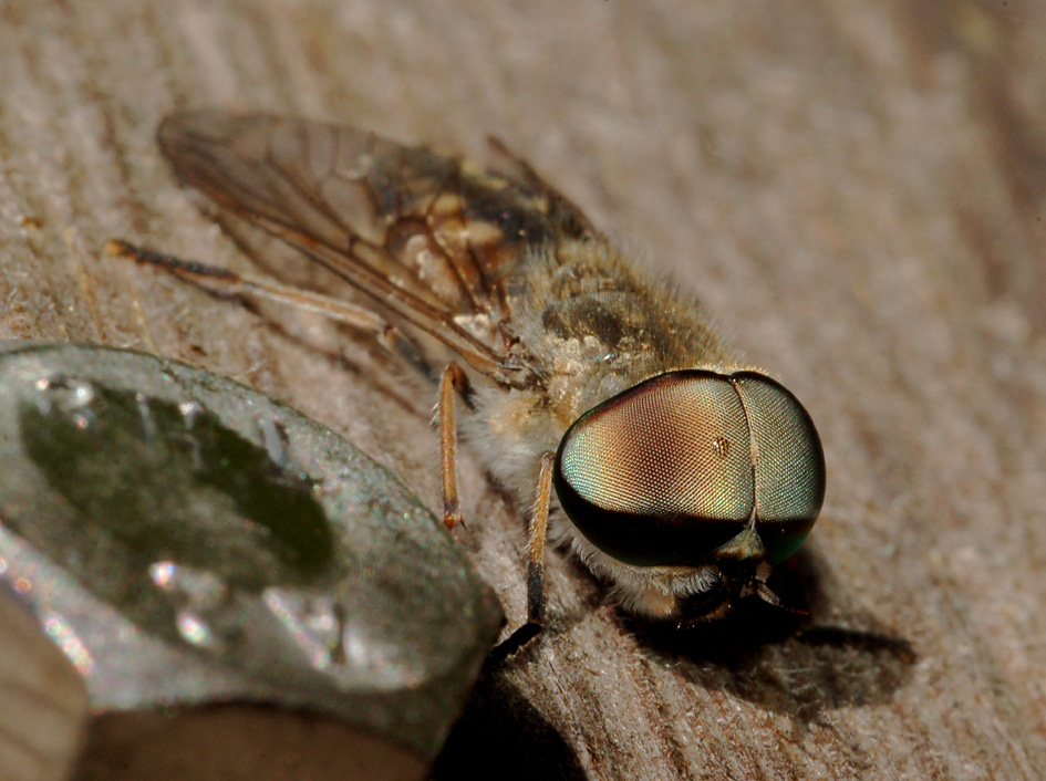 tabanidae: Tabanus cfr. cordiger