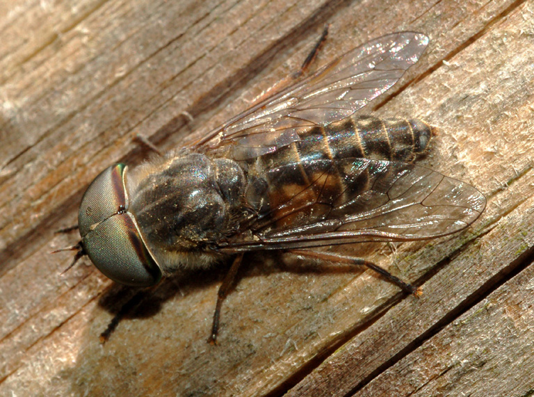 tabanidae: Tabanus cfr. cordiger