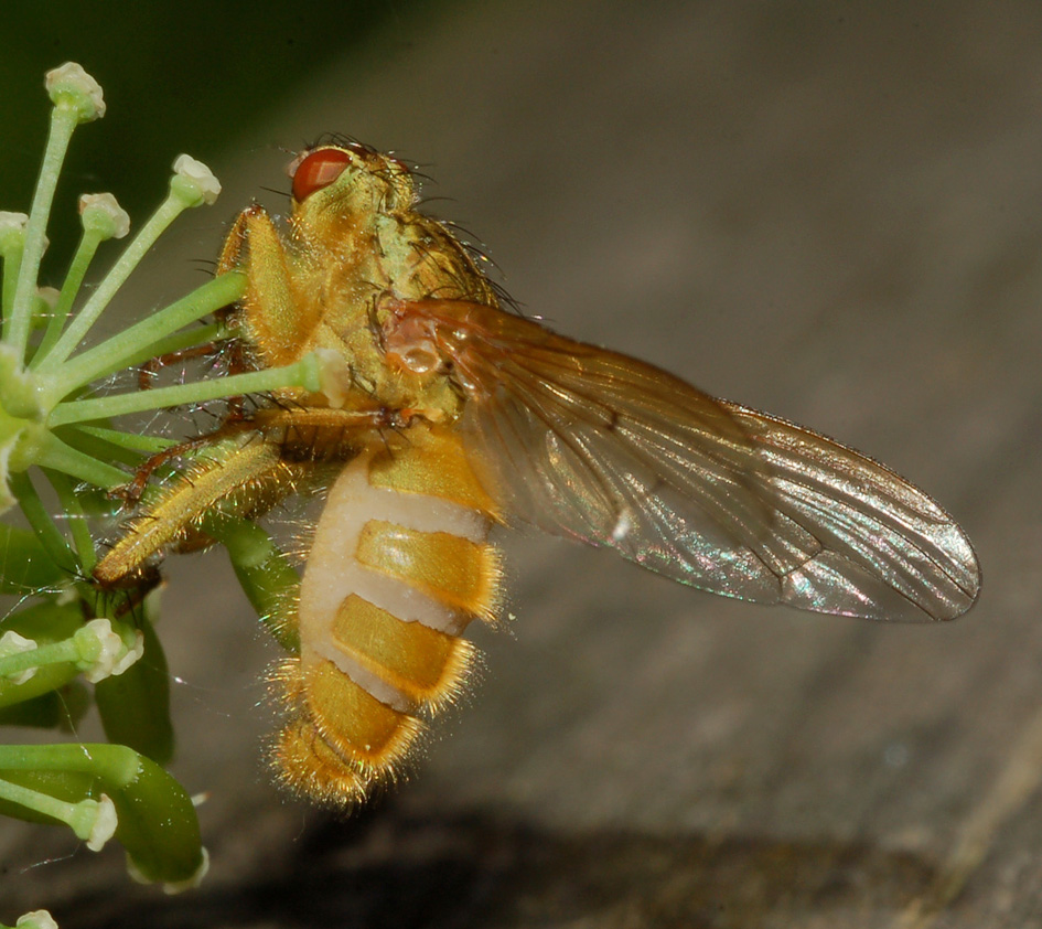 Melanostoma mellinum infettati da Entomophthora muscae .