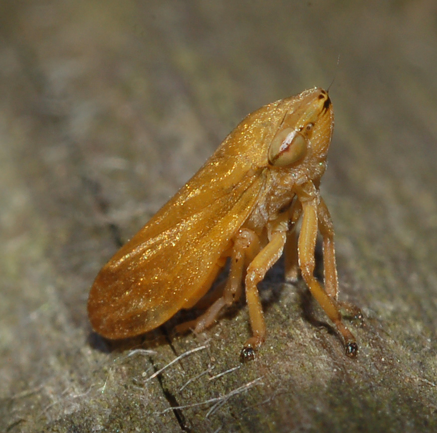 cicadellidae: aiuto id (2)..quasi: sputacchina dal milanese