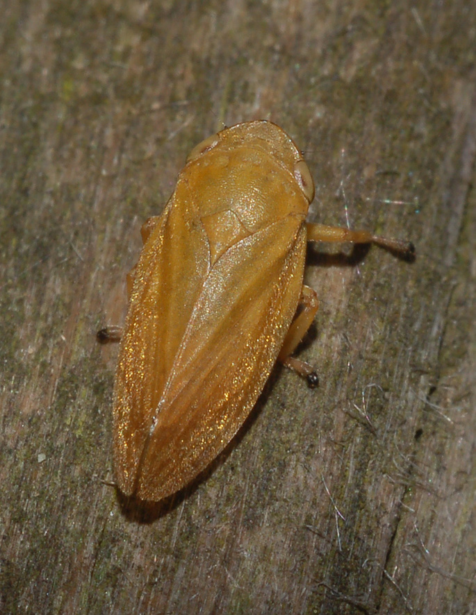 cicadellidae: aiuto id (2)..quasi: sputacchina dal milanese