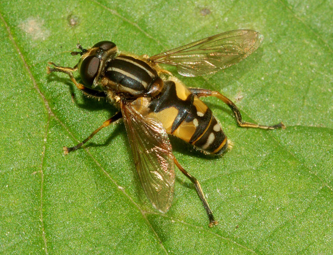 syrphidae: helophilus...