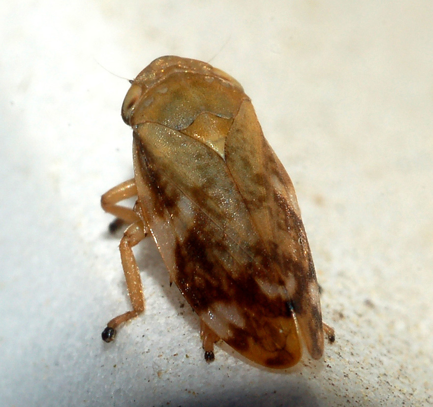 cicadellidae: aiuto id - Aphrophoridae, Philaenus spumarius