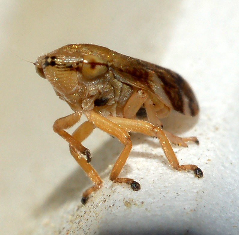 cicadellidae: aiuto id - Aphrophoridae, Philaenus spumarius